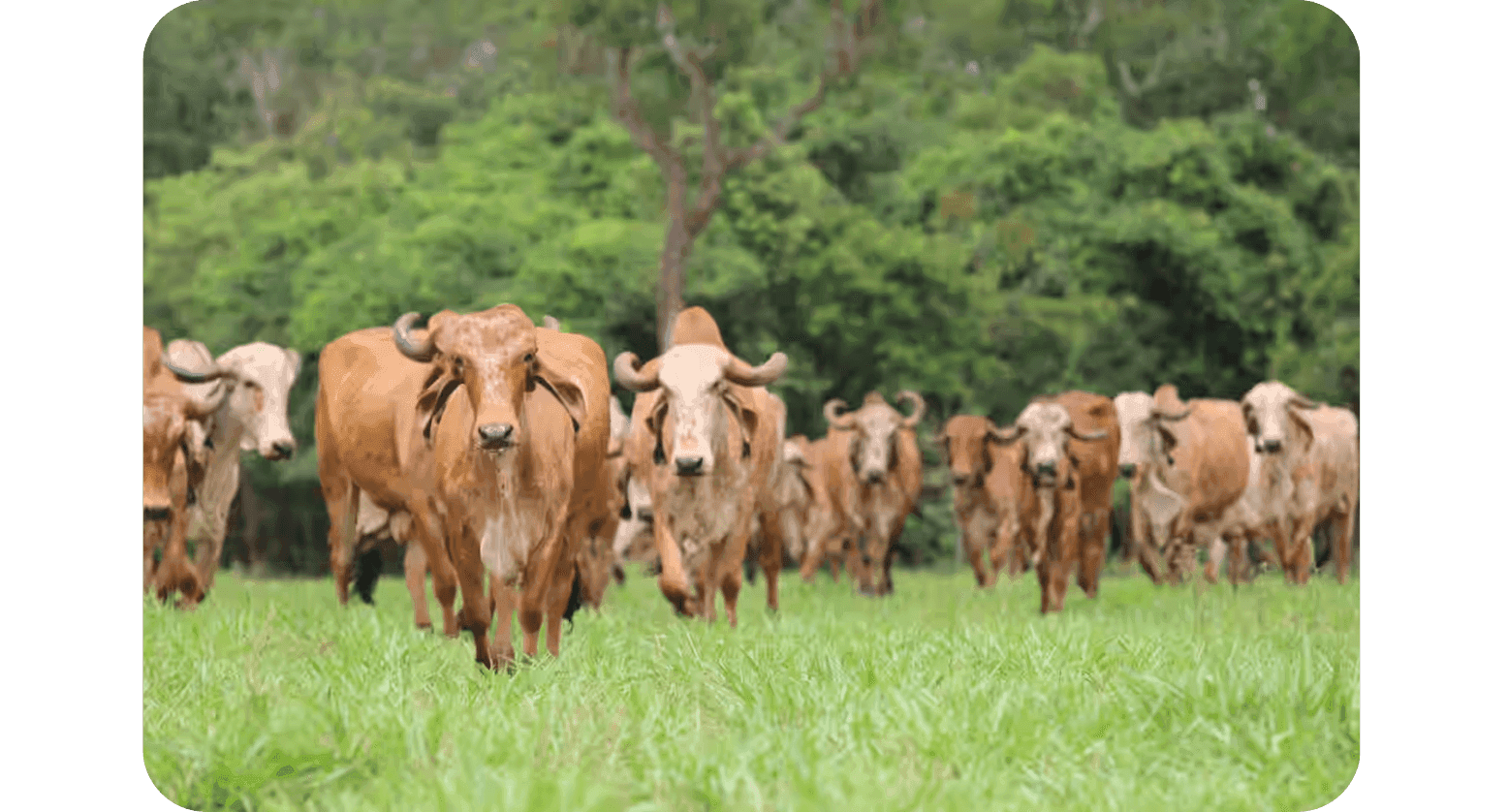 Department of Animal Husbandry and Dairying 